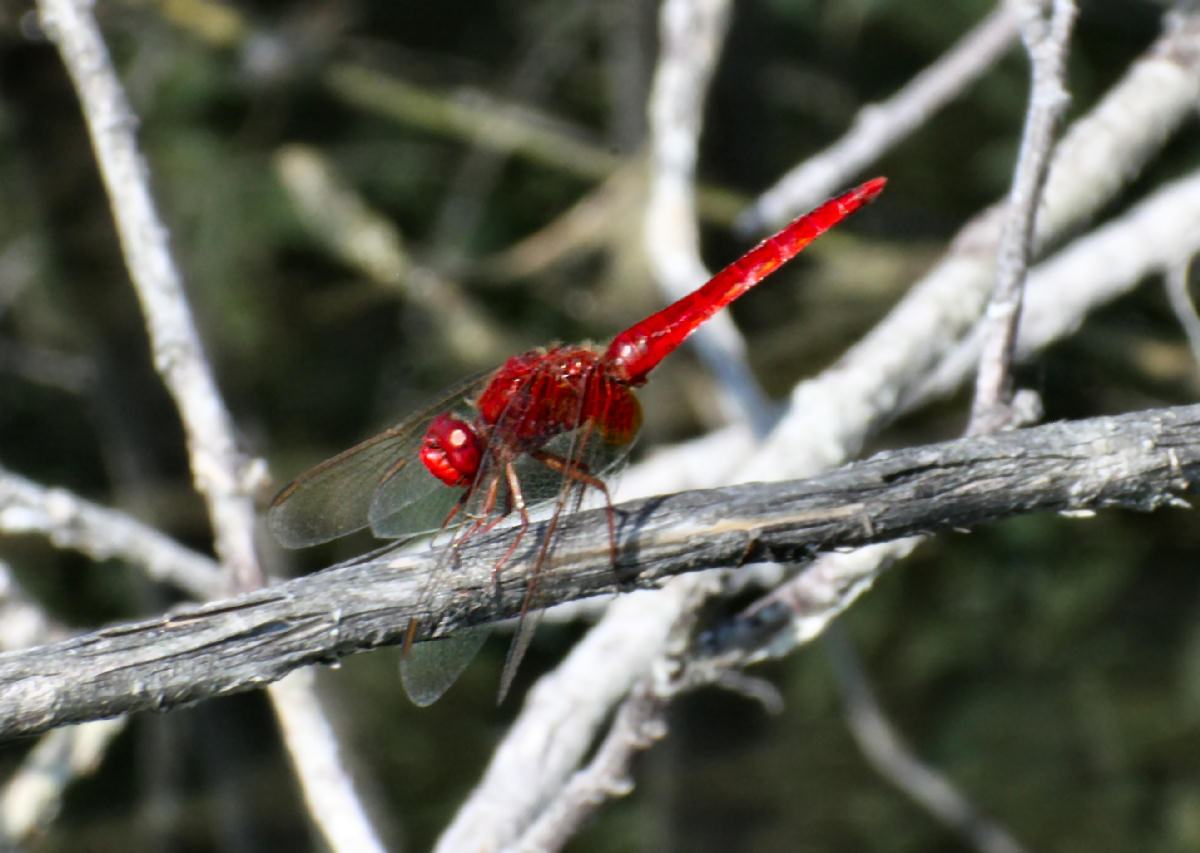 libellula da identificare